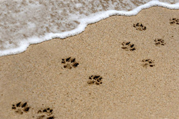 pets_paw_prints_in_sand